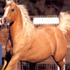 Illustration for article titled Kentucky Man Charged With Repeat Horse-Sex Offense